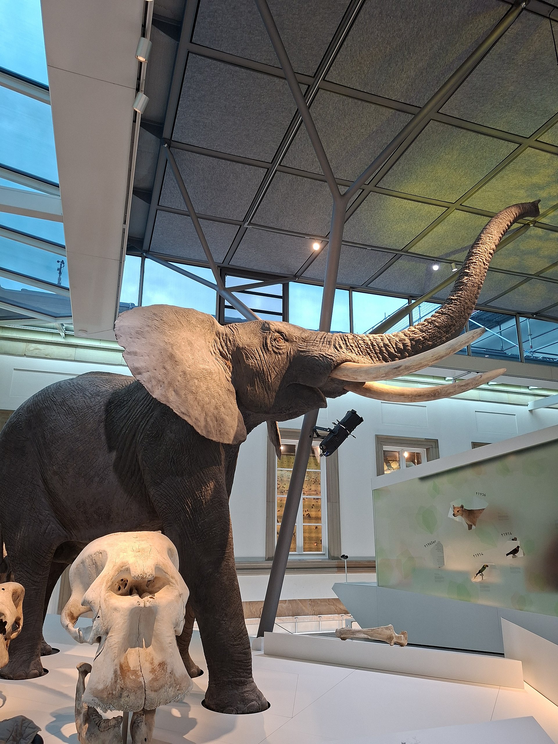Ein präparierter Elefant mit sehr lang erhobenem Rüssel in einem Museumsraum. Der Elefant steht auf einem hellen Podest, die Haut wirkt grau-braun, die großen Ohren sind ausgebreitet und die Stoßzähne ragen nach vorne. Vor dem Elefanten liegt ein großes, weißliches Elefantenschädelpräparat mit deutlich erkennbaren Öffnungen für Augen und Rüssel, daneben weitere Knochen. Rechts steht eine helle Vitrine oder Wand, an der kleine Tierpräparate und Beschriftungen angebracht sind, zum Beispiel ein Fuchs und Vögel. Im Hintergrund befinden sich hohe Fenster mit Tageslicht und eine dunkle Metall-Deckenkonstruktion mit einigen Deckenspots.